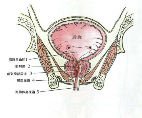 膀胱肿瘤最新治疗方法，探索前沿技术与应用理解