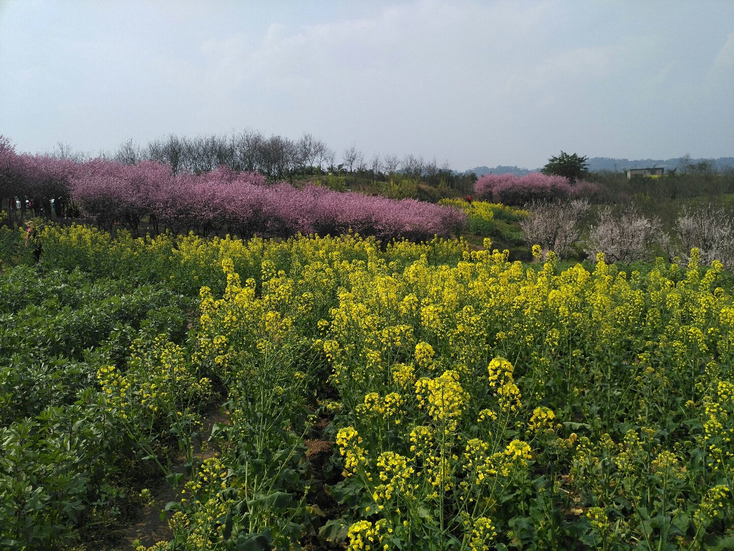 凤来乡最新天气预报